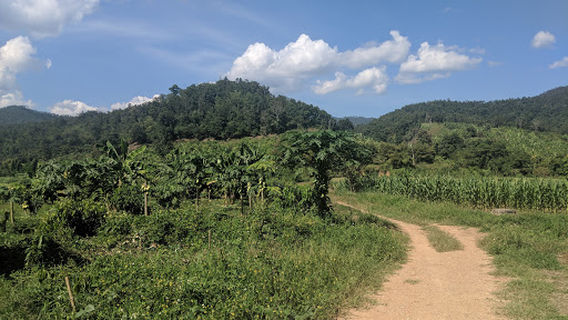 Elephant Nature Park - Elephant Freedom