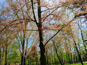 Maria & Olivier Resseguier's Nisko Town Park