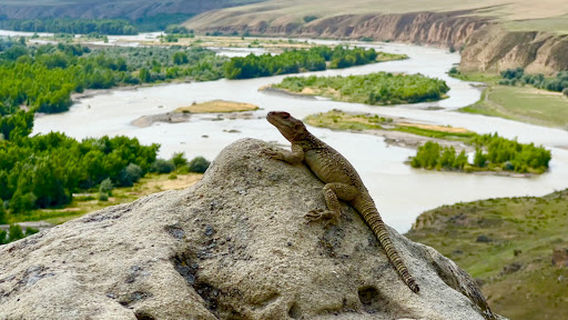 Kvakhvreli