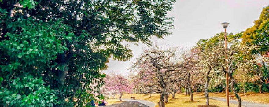 Mukaiyama Ryokuchi Greens Ume Plum Orchard