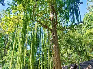 Mae Ngao National Park