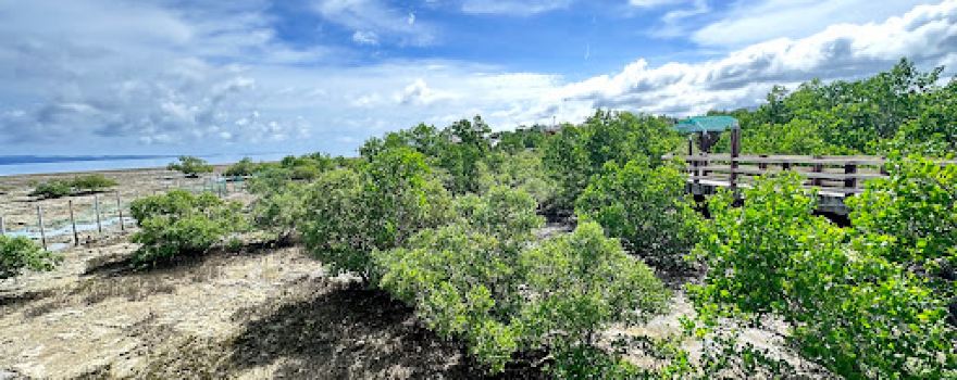 Mangrovetum