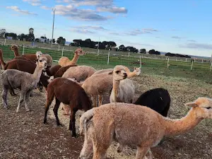 Quentin Park Alpacas and Studio Gallery