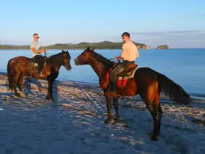 Horse beach