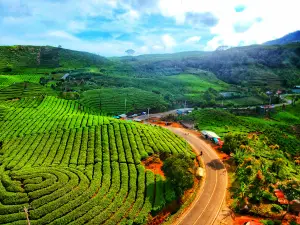Kebun Teh Danau Kembar