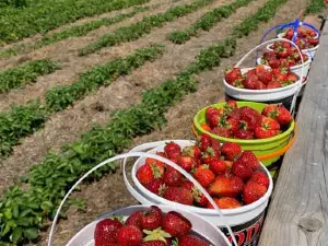 Otter Berry Farm