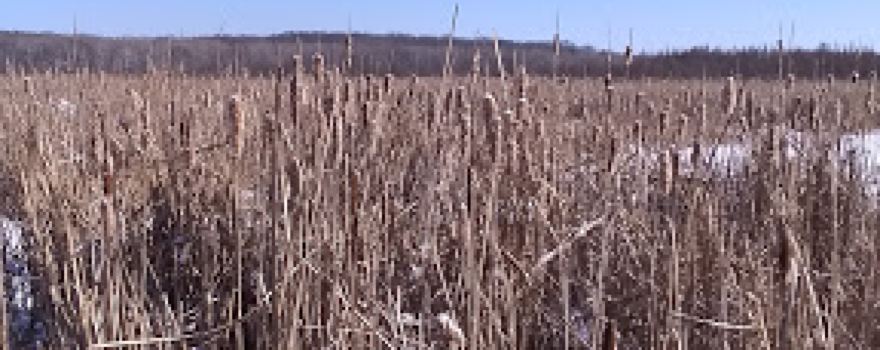 Cylon Marsh State Wildlife Area