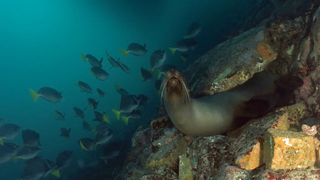 Chok's Scuba Dive Center