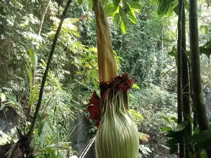 Air Terjun Talang Buai