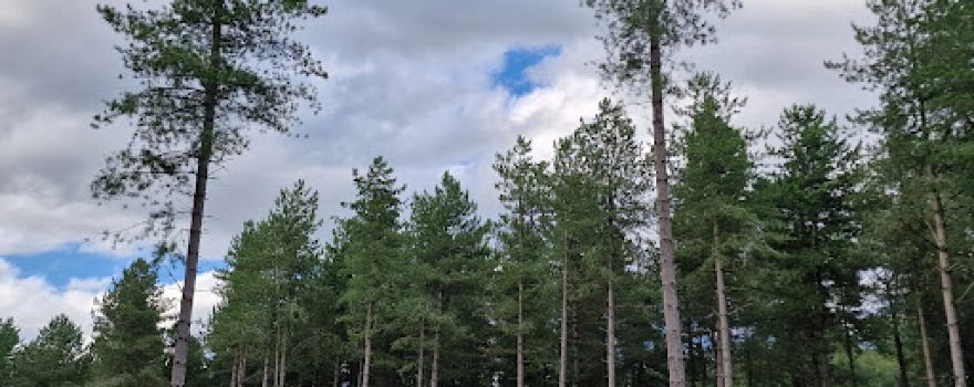 Allerthorpe Common Nature Reserve