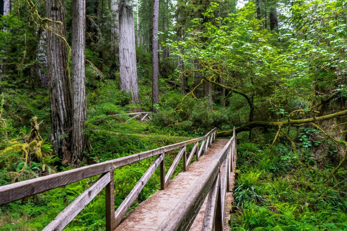2_Redwood National and State Parks