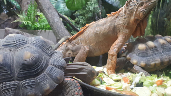 Reptilienzoo Allgaeu