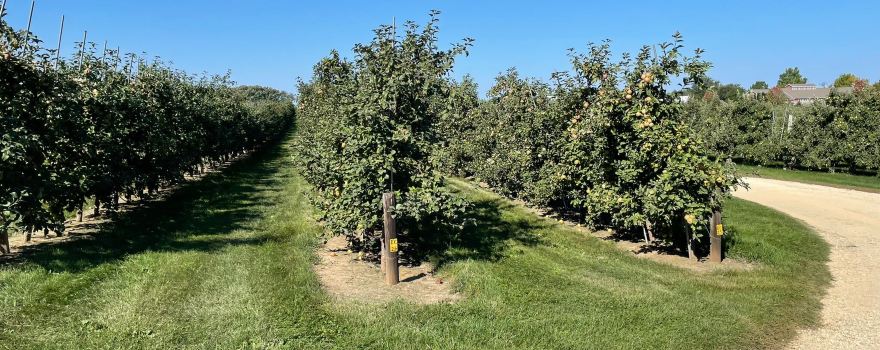 Edwards Apple Orchard