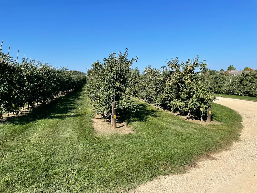 5_Edwards Apple Orchard