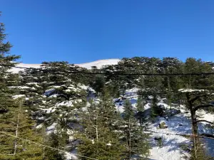 Cedars of God Bsharri