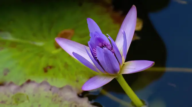 4_Maire Nui植物園