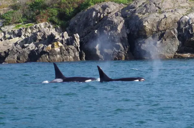 Whale Watching At Sea in Vancouver