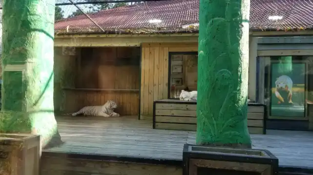 Hotels near T.I.G.E.R.S. Preservation Station