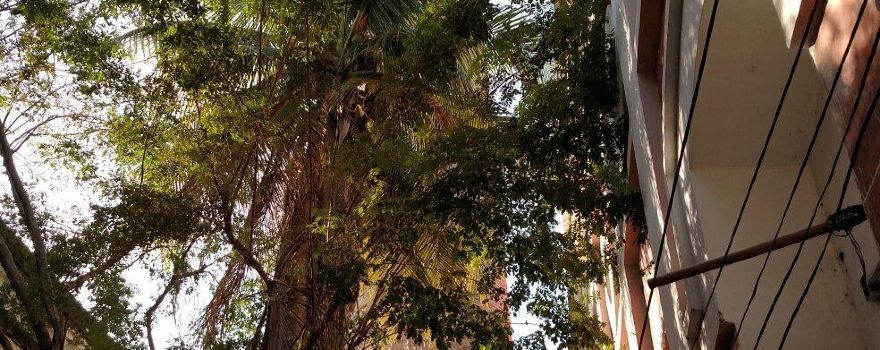 Caxias