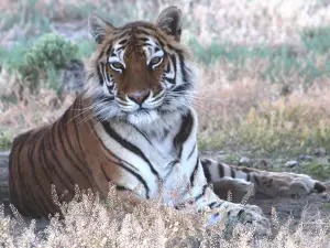 Safe Haven Wildlife Sanctuary