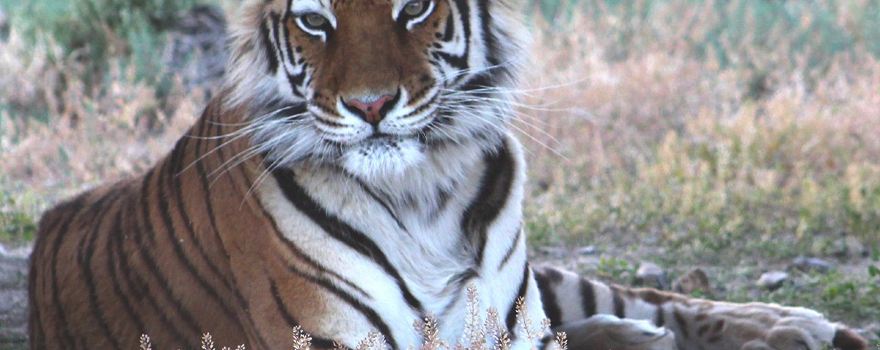 Safe Haven Wildlife Sanctuary