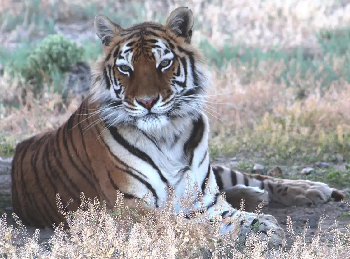 Hotels in der Nähe von Safe Haven Wildlife Sanctuary