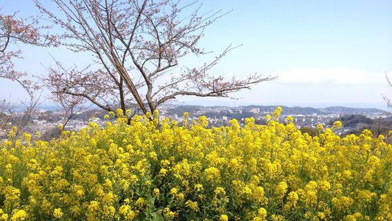 Kinugasa Yama Park