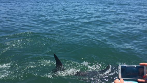 Shark Cage Diving South Africa
