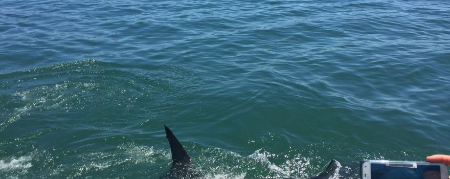 Shark Cage Diving South Africa