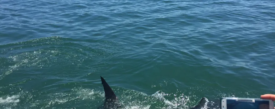 Shark Cage Diving South Africa