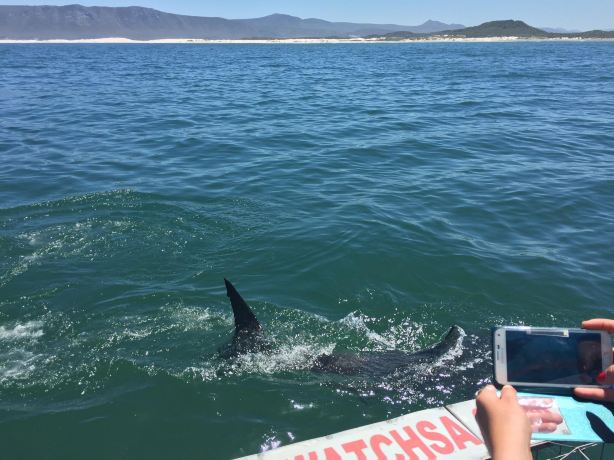 Shark Cage Diving South Africa