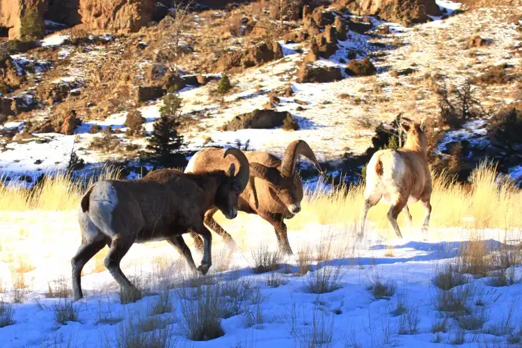 Hotels near Shoshone National Forest