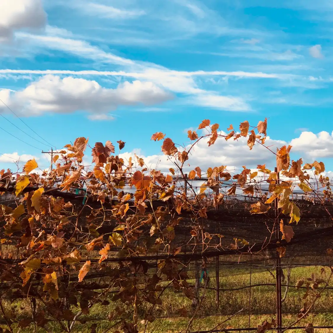 Hotels near Baker Buffalo Creek Vineyard