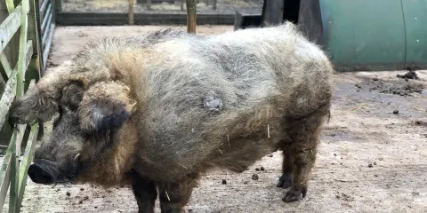 The Garden House Marple