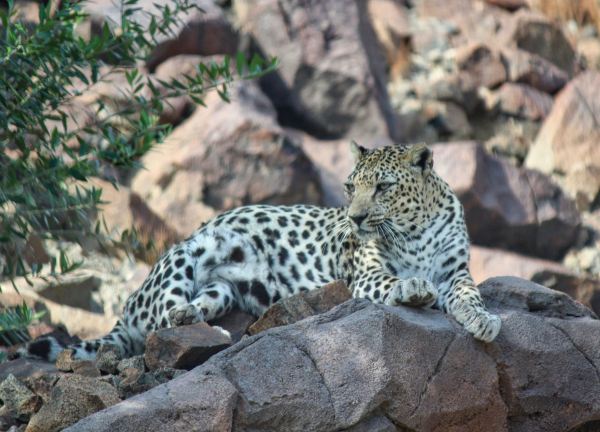 Al Hefaiyah Mountain Conservation Centre