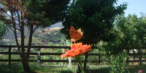 Icarian Utopia