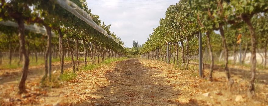 METTLER Winery