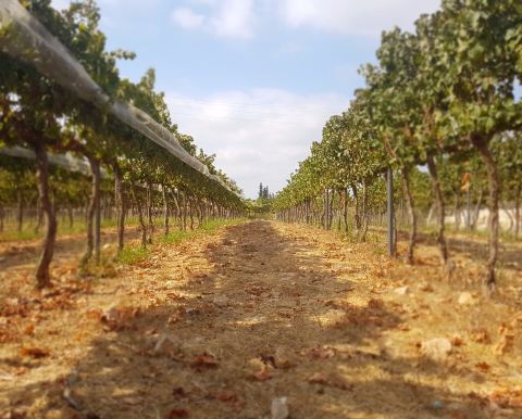 METTLER Winery יקב מטלר