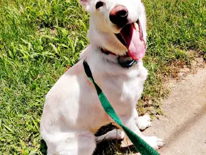 Chester T Dog Park