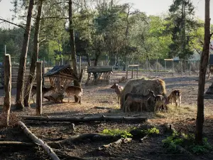 Mini ZOO | Cyganówka
