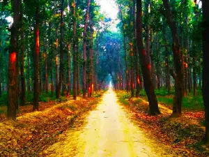 Lehra Forest