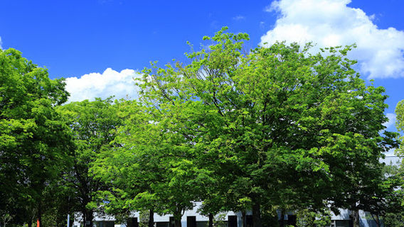 Oyama