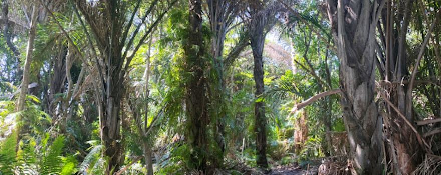 Raphia Palm Trail