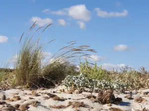 Spiaggia di Capo Feto