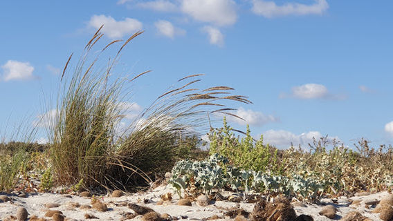 Spiaggia di Capo Feto