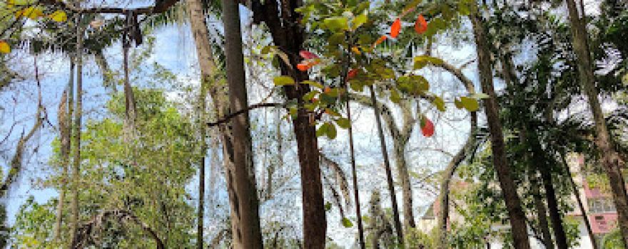 Parque Centenário Jardim da Preguiça