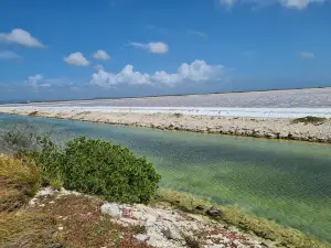 Salt Pier (49)