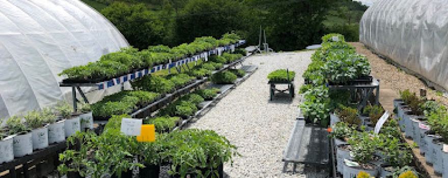 Sunnyside Greenhouse