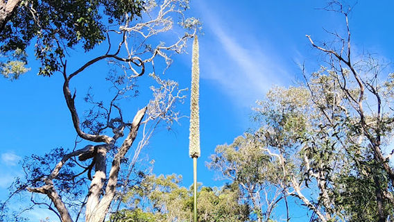 Traveller's Rest 1770 Camping Ground