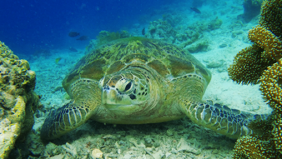 Pakej Pulau Semporna
